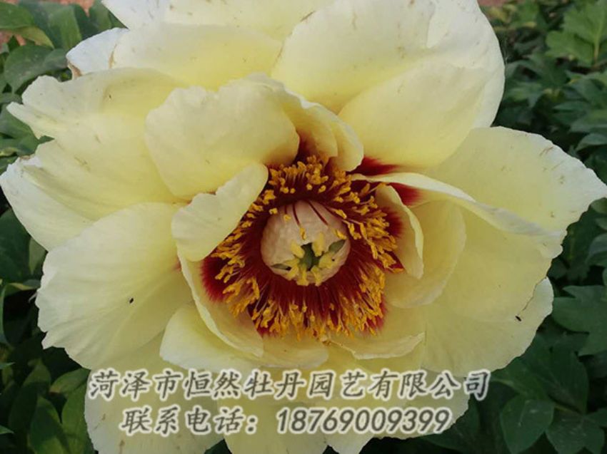 點(diǎn)擊查看詳細(xì)信息<br>標(biāo)題：黃色牡丹 閱讀次數(shù)：1196