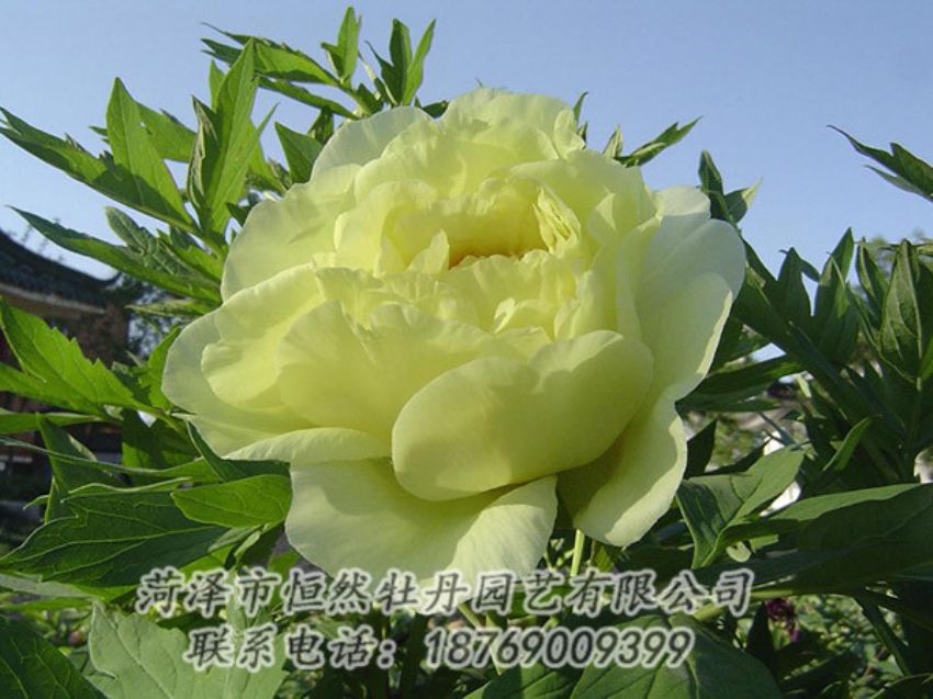 點(diǎn)擊查看詳細(xì)信息<br>標(biāo)題：黃色牡丹 閱讀次數(shù)：1153