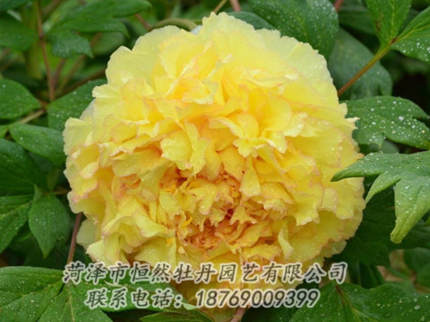 點(diǎn)擊查看詳細(xì)信息<br>標(biāo)題：黃色牡丹 閱讀次數(shù)：1165