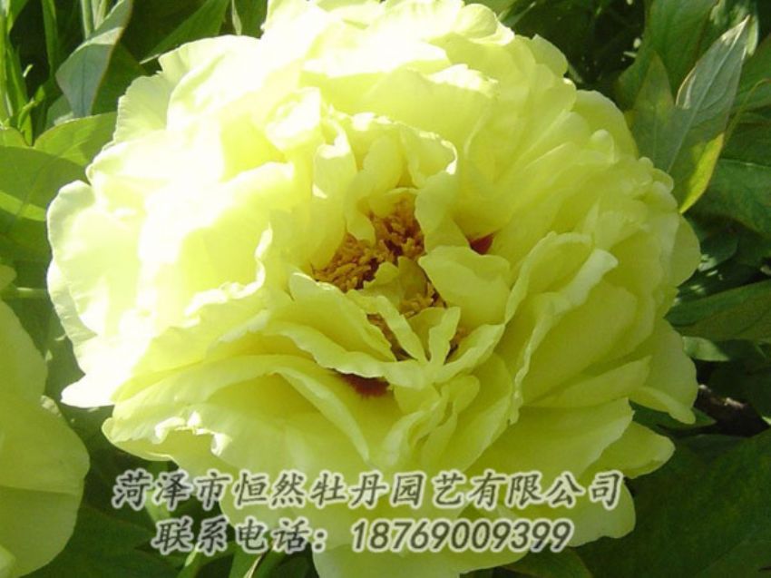 點(diǎn)擊查看詳細(xì)信息<br>標(biāo)題：黃色牡丹 閱讀次數(shù)：1129