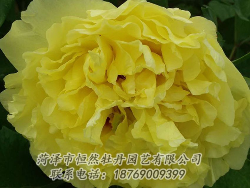 點(diǎn)擊查看詳細(xì)信息<br>標(biāo)題：黃色牡丹 閱讀次數(shù)：1081
