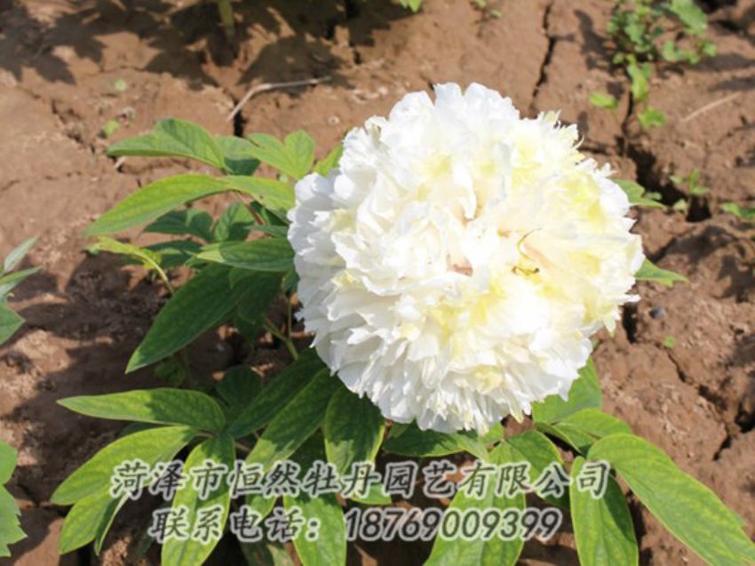 點擊查看詳細(xì)信息<br>標(biāo)題：白色牡丹 閱讀次數(shù)：1208
