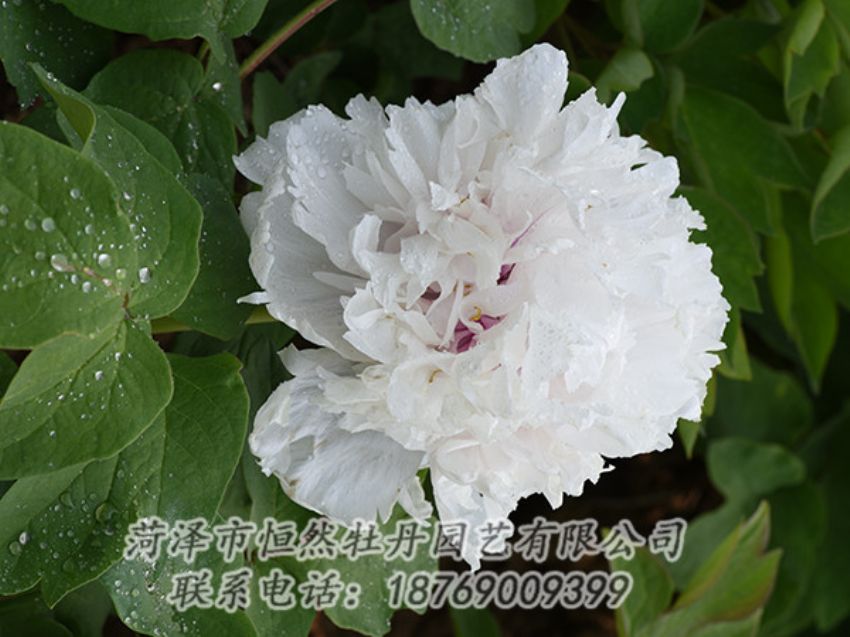 點擊查看詳細(xì)信息<br>標(biāo)題：白色牡丹 閱讀次數(shù)：1175