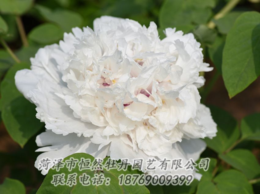 點擊查看詳細(xì)信息<br>標(biāo)題：白色牡丹 閱讀次數(shù)：1209