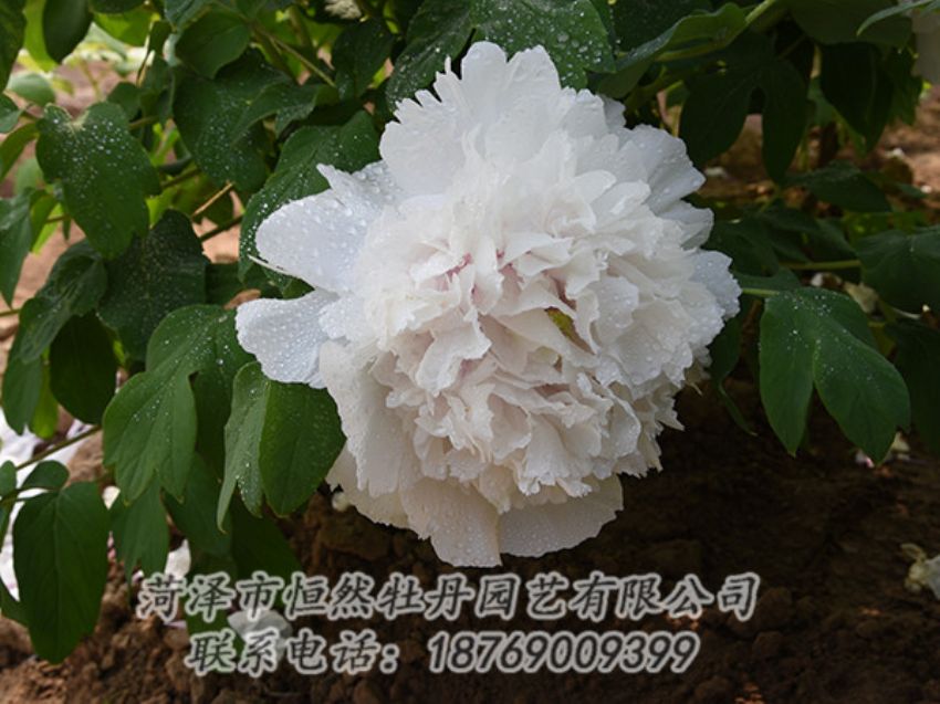 點擊查看詳細(xì)信息<br>標(biāo)題：白色牡丹 閱讀次數(shù)：1158