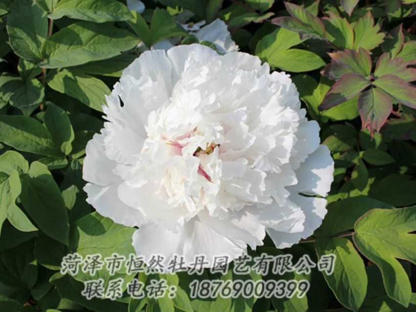 點擊查看詳細(xì)信息<br>標(biāo)題：白色牡丹 閱讀次數(shù)：1308