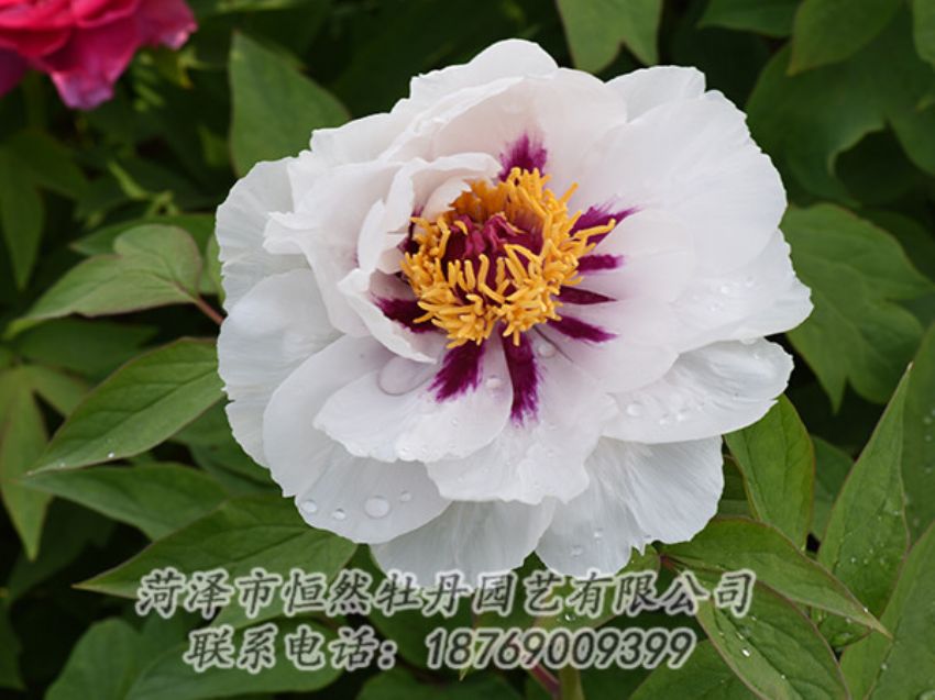 點擊查看詳細(xì)信息<br>標(biāo)題：白色牡丹 閱讀次數(shù)：1209
