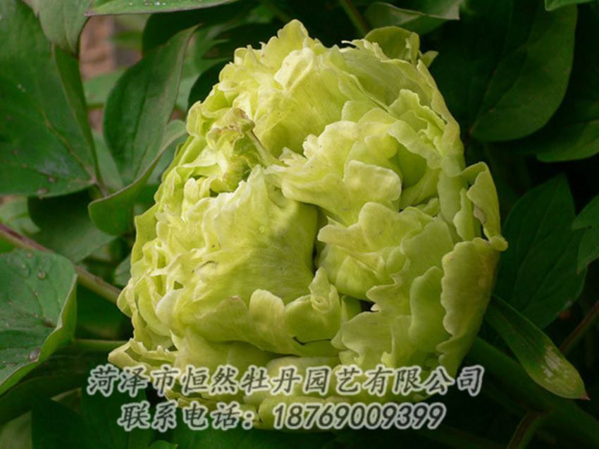 點(diǎn)擊查看詳細(xì)信息<br>標(biāo)題：綠色牡丹 閱讀次數(shù)：1256
