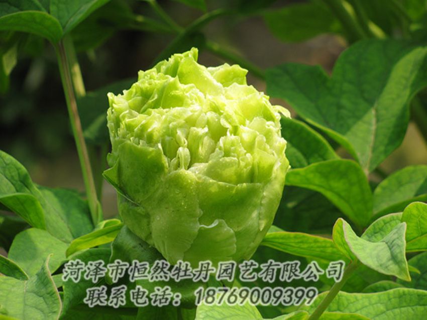 點(diǎn)擊查看詳細(xì)信息<br>標(biāo)題：綠色牡丹 閱讀次數(shù)：1289