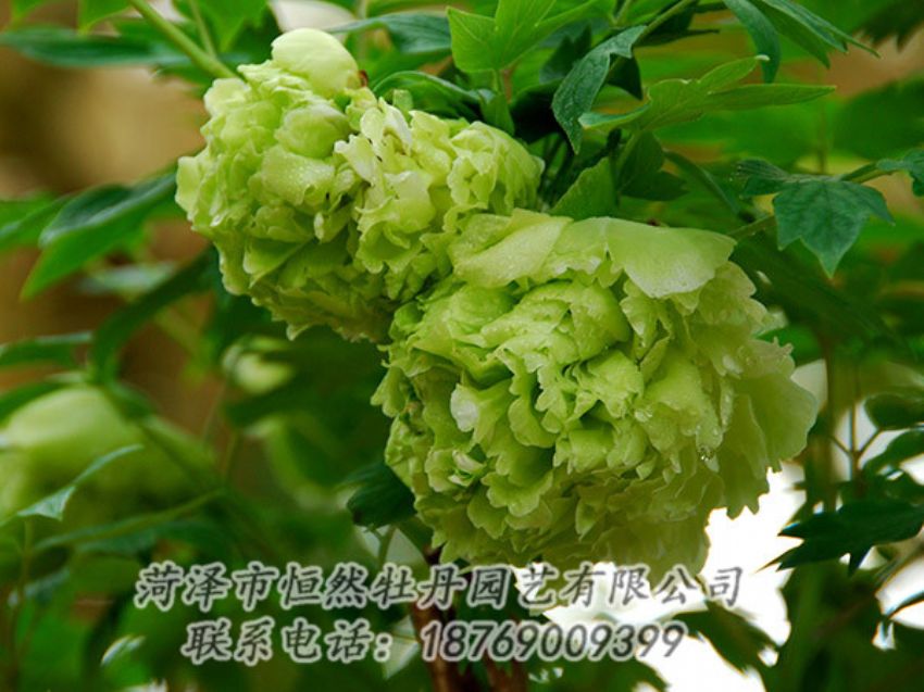點(diǎn)擊查看詳細(xì)信息<br>標(biāo)題：綠色牡丹 閱讀次數(shù)：1269