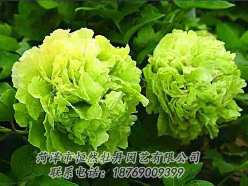 點(diǎn)擊查看詳細(xì)信息<br>標(biāo)題：綠色牡丹 閱讀次數(shù)：1366