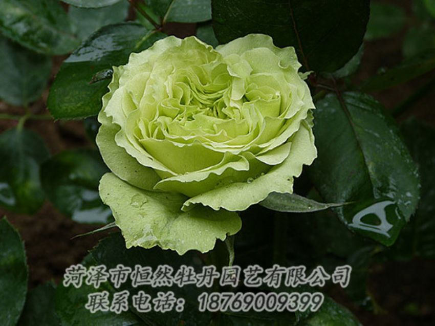 點(diǎn)擊查看詳細(xì)信息<br>標(biāo)題：綠色牡丹 閱讀次數(shù)：1284