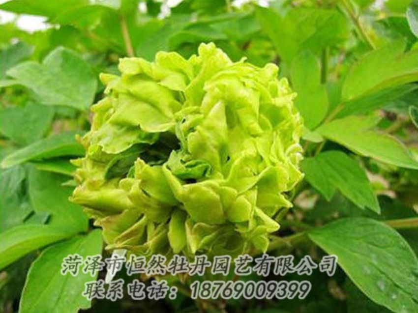 點(diǎn)擊查看詳細(xì)信息<br>標(biāo)題：綠色牡丹 閱讀次數(shù)：1296