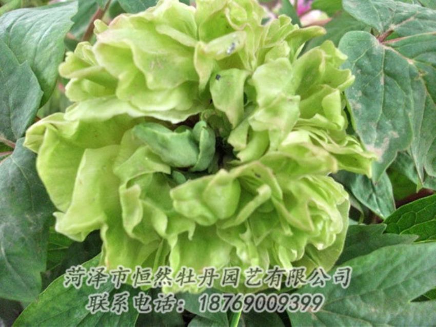 點(diǎn)擊查看詳細(xì)信息<br>標(biāo)題：綠色牡丹 閱讀次數(shù)：1366