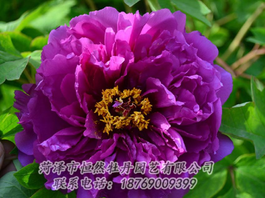 點(diǎn)擊查看詳細(xì)信息<br>標(biāo)題：紫色牡丹 閱讀次數(shù)：1453