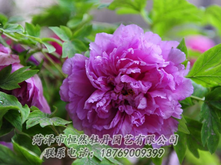點(diǎn)擊查看詳細(xì)信息<br>標(biāo)題：紫色牡丹 閱讀次數(shù)：1403