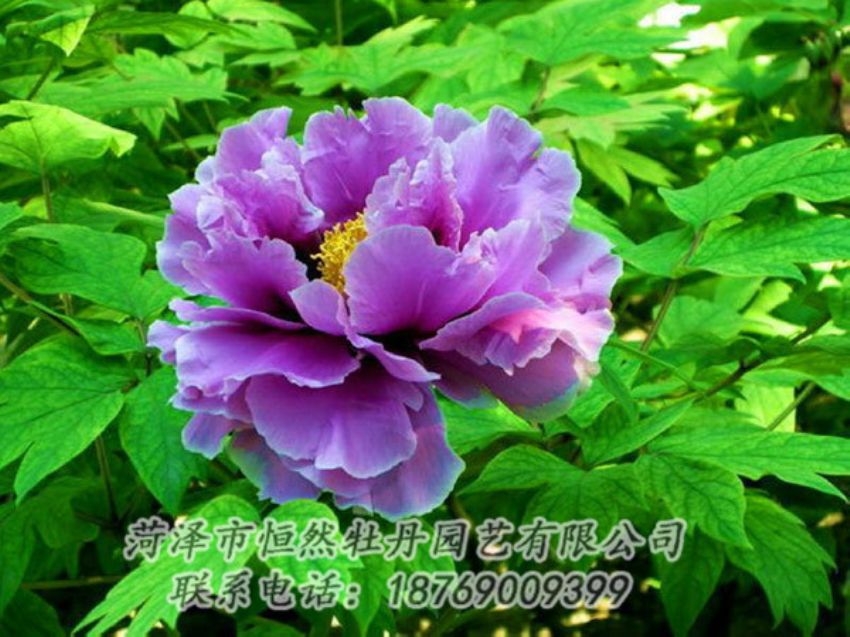 點(diǎn)擊查看詳細(xì)信息<br>標(biāo)題：紫色牡丹 閱讀次數(shù)：1355