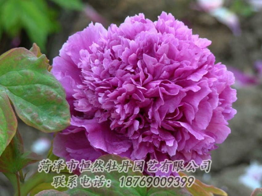 點(diǎn)擊查看詳細(xì)信息<br>標(biāo)題：紫色牡丹 閱讀次數(shù)：1819