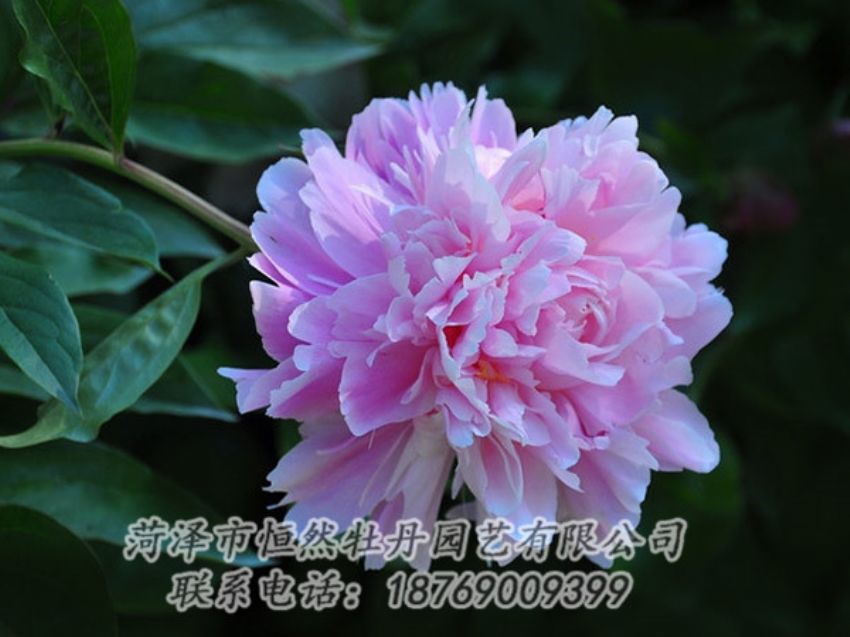 點(diǎn)擊查看詳細(xì)信息<br>標(biāo)題：紫色牡丹 閱讀次數(shù)：1830