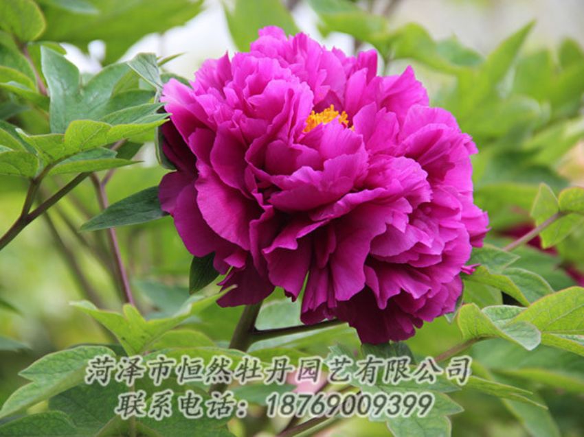 點(diǎn)擊查看詳細(xì)信息<br>標(biāo)題：紫色牡丹 閱讀次數(shù)：1899