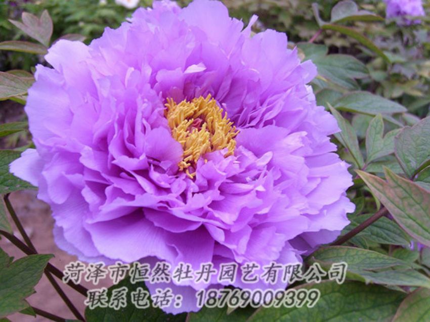 點(diǎn)擊查看詳細(xì)信息<br>標(biāo)題：紫色牡丹 閱讀次數(shù)：1911