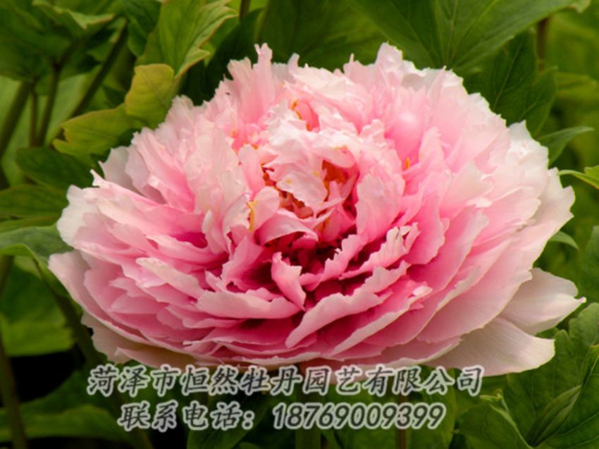 點擊查看詳細信息<br>標題：粉色牡丹 閱讀次數(shù)：1979