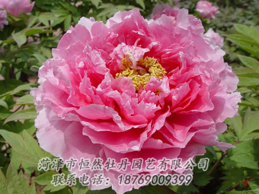 點擊查看詳細信息<br>標題：粉色牡丹 閱讀次數(shù)：1949