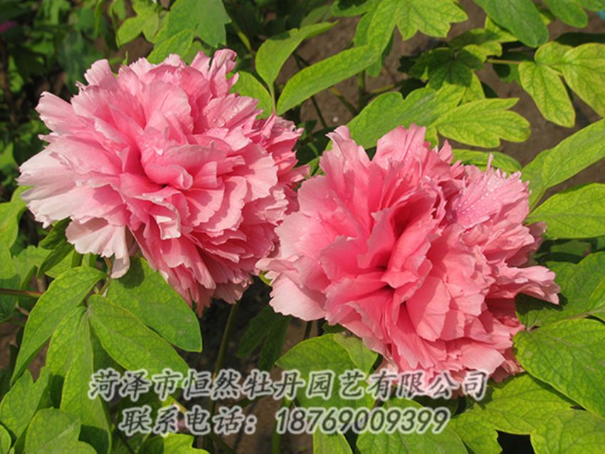 點擊查看詳細信息<br>標題：粉色牡丹 閱讀次數(shù)：1831