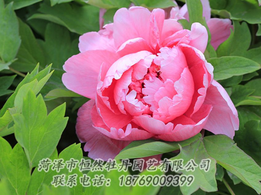 點擊查看詳細信息<br>標題：粉色牡丹 閱讀次數(shù)：1789