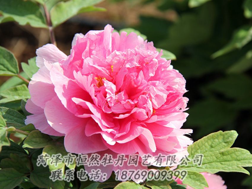 點擊查看詳細信息<br>標題：粉色牡丹 閱讀次數(shù)：1822