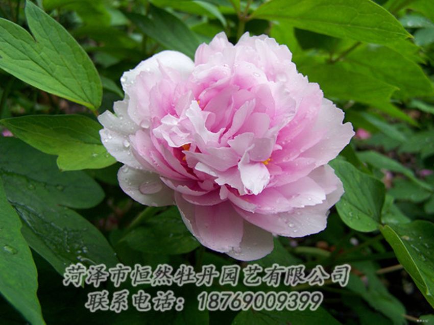 點(diǎn)擊查看詳細(xì)信息<br>標(biāo)題：粉色牡丹 閱讀次數(shù)：1938