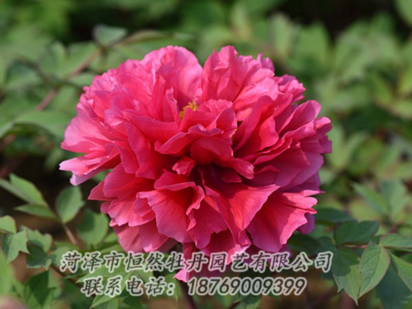 點擊查看詳細信息<br>標題：紅色牡丹 閱讀次數(shù)：1922