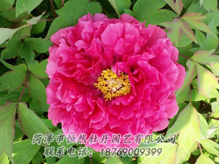 點擊查看詳細信息<br>標題：紅色牡丹 閱讀次數(shù)：2040