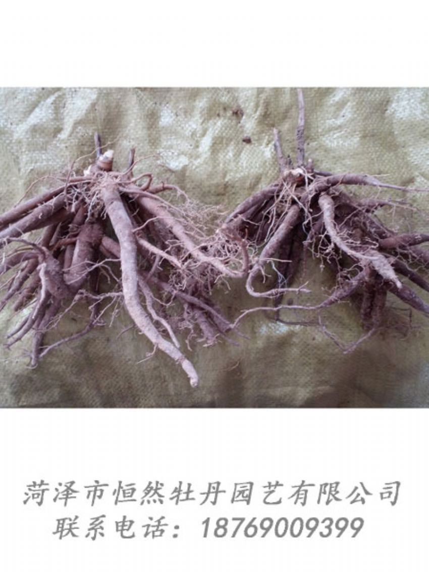 點(diǎn)擊查看詳細(xì)信息<br>標(biāo)題：二年芍藥苗 閱讀次數(shù)：2022