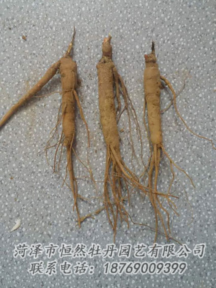 點(diǎn)擊查看詳細(xì)信息<br>標(biāo)題：芍藥苗 閱讀次數(shù)：2134