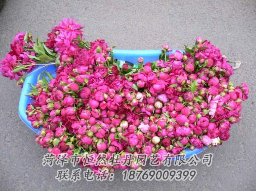 點(diǎn)擊查看詳細(xì)信息<br>標(biāo)題：芍藥切花 閱讀次數(shù)：1982