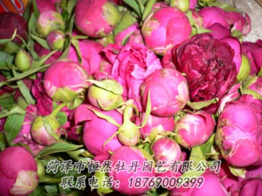 點(diǎn)擊查看詳細(xì)信息<br>標(biāo)題：芍藥切花 閱讀次數(shù)：1993
