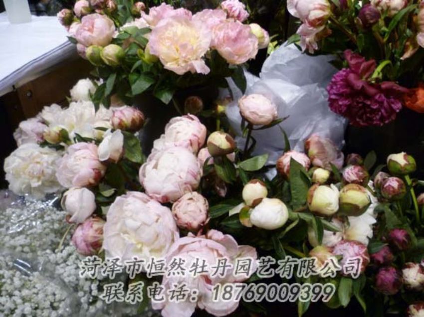 點(diǎn)擊查看詳細(xì)信息<br>標(biāo)題：芍藥切花 閱讀次數(shù)：2157