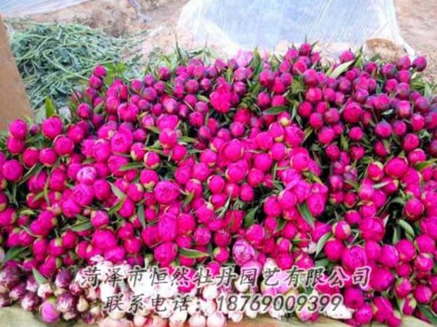 點(diǎn)擊查看詳細(xì)信息<br>標(biāo)題：芍藥切花 閱讀次數(shù)：2142