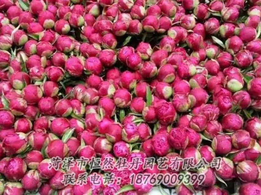點(diǎn)擊查看詳細(xì)信息<br>標(biāo)題：芍藥切花 閱讀次數(shù)：2207