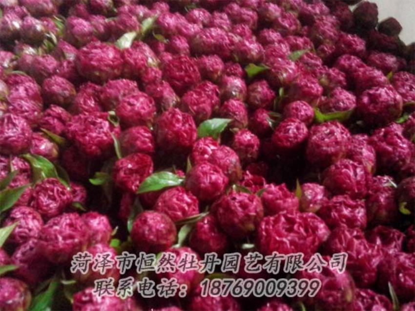 點(diǎn)擊查看詳細(xì)信息<br>標(biāo)題：芍藥切花 閱讀次數(shù)：2040