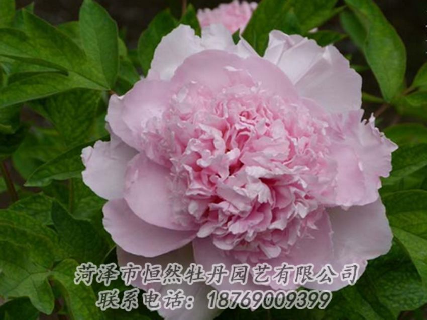 點(diǎn)擊查看詳細(xì)信息<br>標(biāo)題：粉色牡丹 閱讀次數(shù)：2056