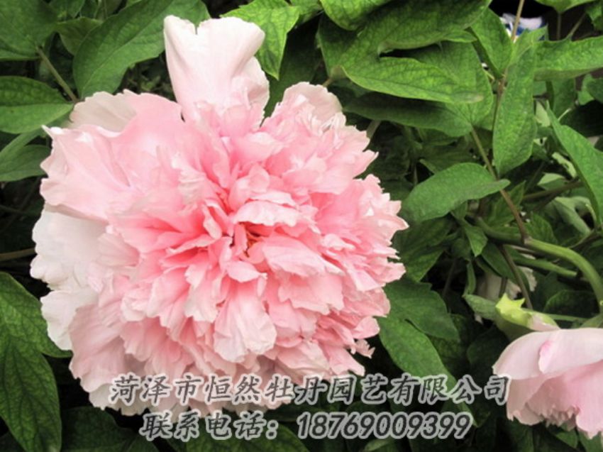 點(diǎn)擊查看詳細(xì)信息<br>標(biāo)題：粉色牡丹 閱讀次數(shù)：1892