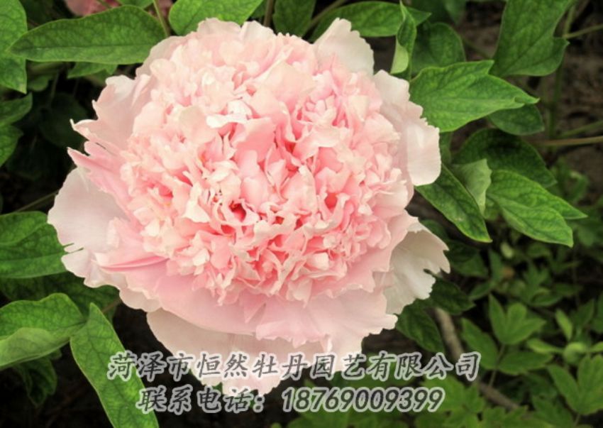點(diǎn)擊查看詳細(xì)信息<br>標(biāo)題：粉色牡丹 閱讀次數(shù)：1995