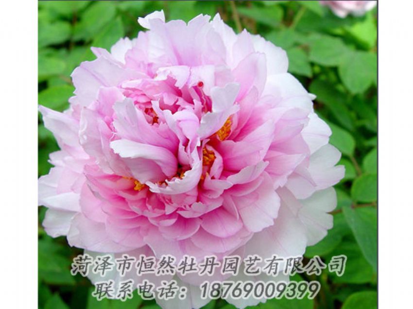 點(diǎn)擊查看詳細(xì)信息<br>標(biāo)題：粉色牡丹 閱讀次數(shù)：2021