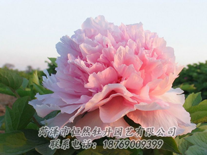 點(diǎn)擊查看詳細(xì)信息<br>標(biāo)題：粉色牡丹 閱讀次數(shù)：2097