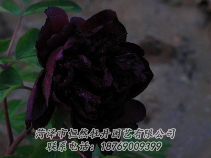 點(diǎn)擊查看詳細(xì)信息<br>標(biāo)題：黑色牡丹 閱讀次數(shù)：2027