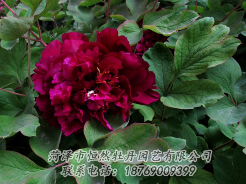 點(diǎn)擊查看詳細(xì)信息<br>標(biāo)題：黑色牡丹 閱讀次數(shù)：2057
