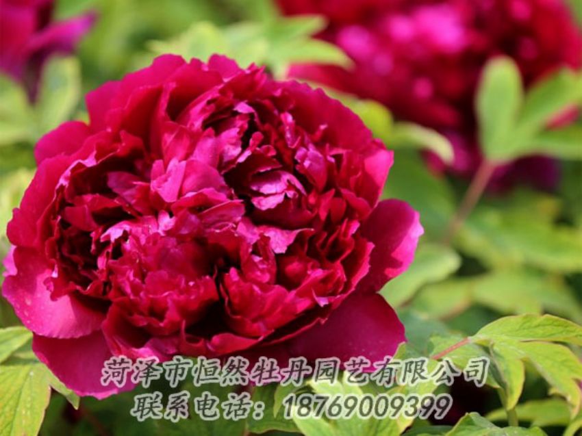 點(diǎn)擊查看詳細(xì)信息<br>標(biāo)題：黑色牡丹 閱讀次數(shù)：1968