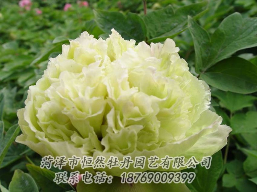 點(diǎn)擊查看詳細(xì)信息<br>標(biāo)題：綠色牡丹 閱讀次數(shù)：1948
